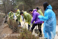 원수산 생태공원에 영산홍 1000그루
