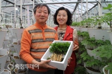 “새로운 웰빙채소 ‘새싹 삼’으로 건강 챙기세요”