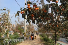 감고을 영동군 ‘명품 감나무 길’ 조성 박차