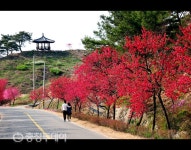 금산 남일면 홍도화축제 개최…‘紅’도마을 같이 걸을까?