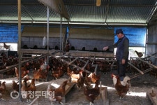 단양군 전국최고 ‘친환경 달걀 주산지’ 인증