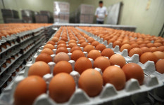 충남 8개농장서 ‘살충제 계란’…친환경인증 받은 5곳포함