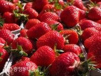 [아줌마대축제] 옥천군, 성심으로 뽑아낸 건강 떡과 새콤달콤한 딸기