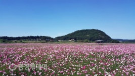 물감을 풀어 놓은 듯 백마강변 수놓은 코스모스