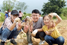 건강·맛 좋은 논산 상월 고구마 최고
