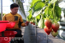 영동군 새콤달콤한 겨울딸기 출하…“봄을 맛보세요”