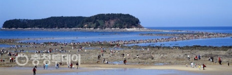 향긋한 봄맛 찾아 무창포로…신비의 바닷길 주꾸미·도다리축제