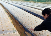 서산지역 양파 ‘무더기 고사’…지곡면·대산읍 30만여㎡ 피해