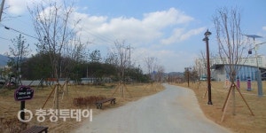 증평군 ‘왕벚나무 가로수길’ 새 단장