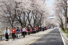 벚꽃길 걸으며 봄꽃 여행을 … 호탄벚꽃문화축제 7일 개최