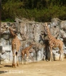 대전오월드, 아기기린 ‘평창’ 환경적응 훈련…“건강하게 무럭무럭 자라라”