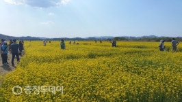유채꽃 구경오세요…세종유채꽃한마당 잔치