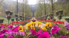 알록달록 괴산 성불산산림휴양단지…상춘객 유혹