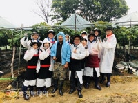 대전농협, 효평동 포도농가 일손돕기 전개