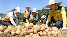 행복나눔농장, 사랑 먹고 자란 감자