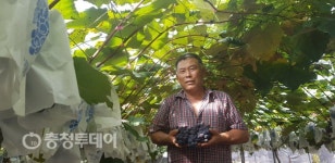 영동군 올해 포도왕 황간면 노창균 씨