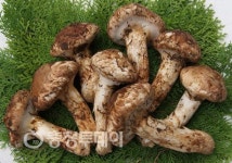 [아줌마대축제] 보은군, 하늘이 내린 명약 천마·속리산 자연산 송이