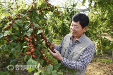 보은대추 ‘역시 명품’…명성 입증