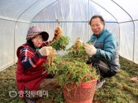 갯바람 맞고 자란 태안 냉이·달래 맛 보세요~