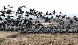 서산 천수만 흑두루미 물결