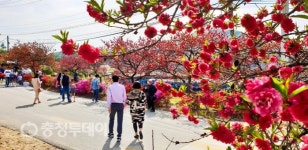 봄 경치 수놓은 비단고을 금산… 내달부터 축제