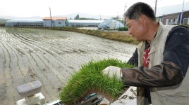 대전 첫 모내기