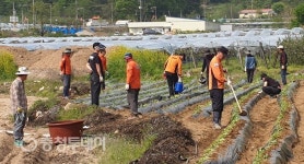영동소방서 학산119안전센터, 고구마 심기로 이웃사랑 실천