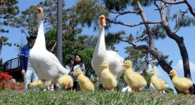 카이스트 거위, 4년만에 새식구