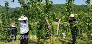 옥천 군북면사무소 직원들 농촌일손돕기