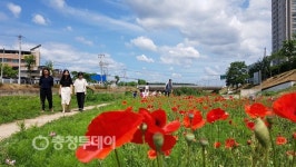 충주천 산책로에 꽃양귀비 활짝