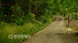 송악 궁평저수길 밝히는 구애의 불빛