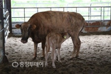 충남도 칡소 혈통 찾기 앞장… 종축 육성