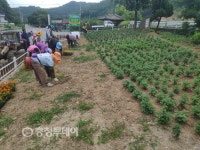 금산군 진산면사무소, 인삼축제 대비 꽃길조성
