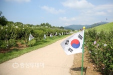 서산해미읍성에 만개한 무궁화 모습