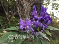소백산 국립공원, 가을향기 솔솔
