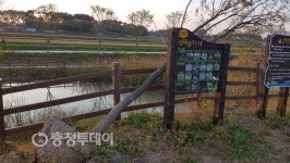 말라죽고, 뽑히고…방치된 서산 신장천 생태 습지공원