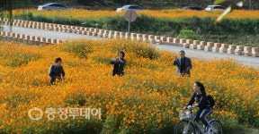 가을을 담다… 동구 대전천 노랑 코스모스 만발