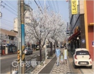 동구, 우암로 가로수 왕벚나무로 교체