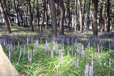 서천군 장항 송림 마을 숲 국가산림문화자산 지정