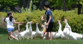 카이스트 교정 찾은 어린이들…거위와 나들이