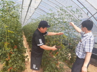 긴 장마에… 음성 방울토마토 농가 속탄다