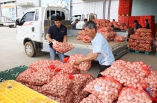 단양군 단양마늘 팔아주기 운동 농가에 큰 힘