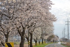 논산의 봄은 관촉로 벚꽃으로 시작 관촉사거리~관촉사 2.9km 벚나무 장관