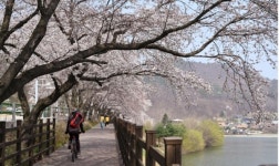 저수지를 낀 8㎞ 벚꽃길… 충북 옥천 구읍 벚꽃길