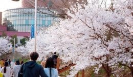 단대호수 걷자고 꼬셔 노래도 나온 천안의 벚꽃 명소, 천호지