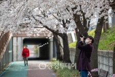 와 벚꽃이다… 봄 향기 물씬