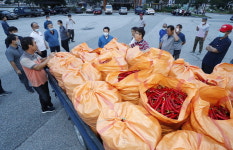 괴산 홍고추시장 빨간맛 행진
