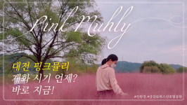 [영상] 핑크뮬리 장관… 대전 금강로하스산호빛공원