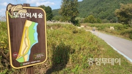 핑크빛, 황금빛 물결 속으로 풍덩… 가을 꽃놀이