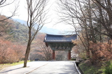 더위도 잊게 만드는 신록의 향연, 계룡산